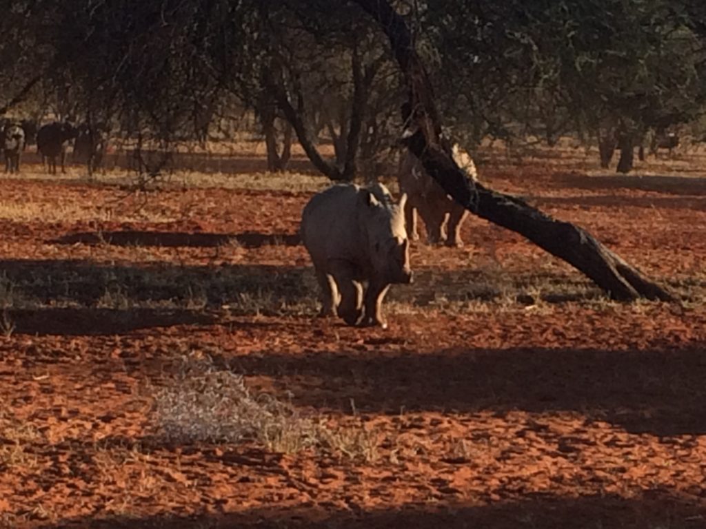 white rhino, Limpopo, South Africa