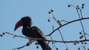 Hornbill in Zimbabwe