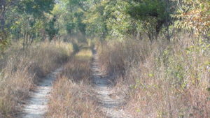 vehicle track in zimbabwe