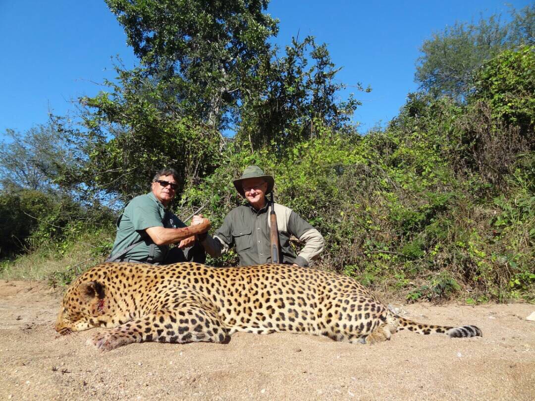 Leopard hunting safari