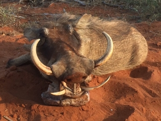 Tims Amazing Warthog Trophy