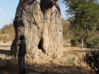 Hollowed out baobab in Zimbabwe