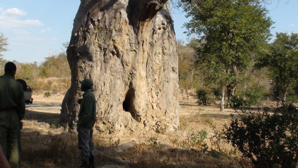 Hollowed out baobab in Zimbabwe