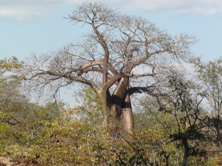 Baobab with satin sheen