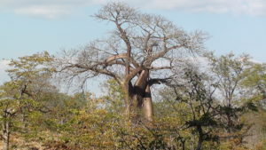 Baobab in Zimbabwe