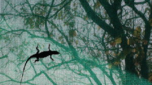 Lizzard on tent screen in Zimbabwe