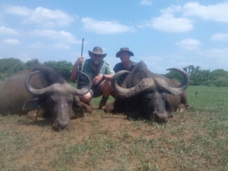 dual buffalo trophy photo