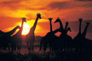Giraffes at Sunset. We have family friendly African Safaris.
