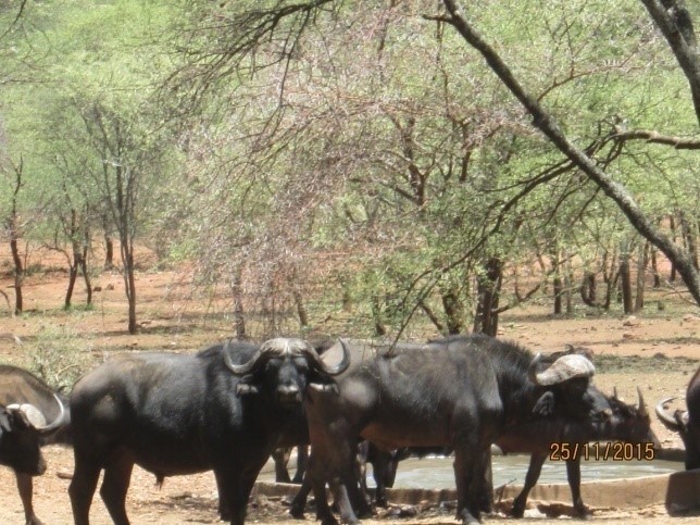 cape buffalo herd sondelani camp in zimbabwe