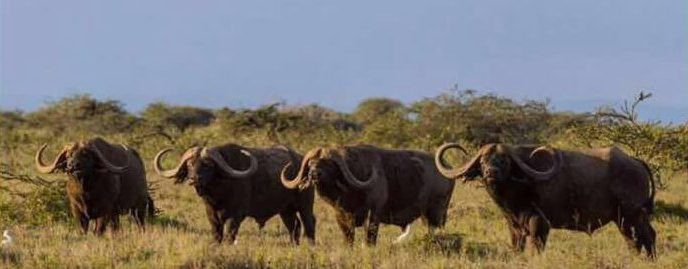 cape buffalo males thakadu limpopo africa