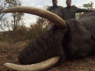 Elephant hunting safari trophy