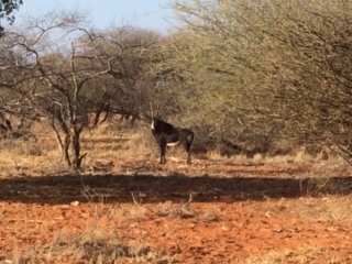 Sable at thakadu limpopo