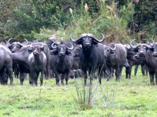 cape buffalo herd at thakadu limpopo