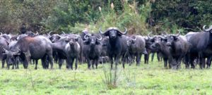 cape-buffalo-herd-thakadu-limpopo-SA