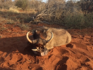 warthog hunt