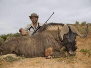 Black Wildebeeste