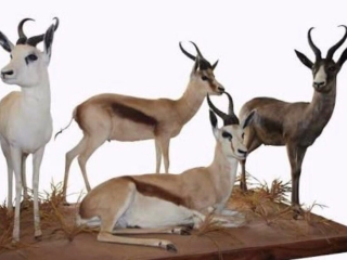 springbok hunt